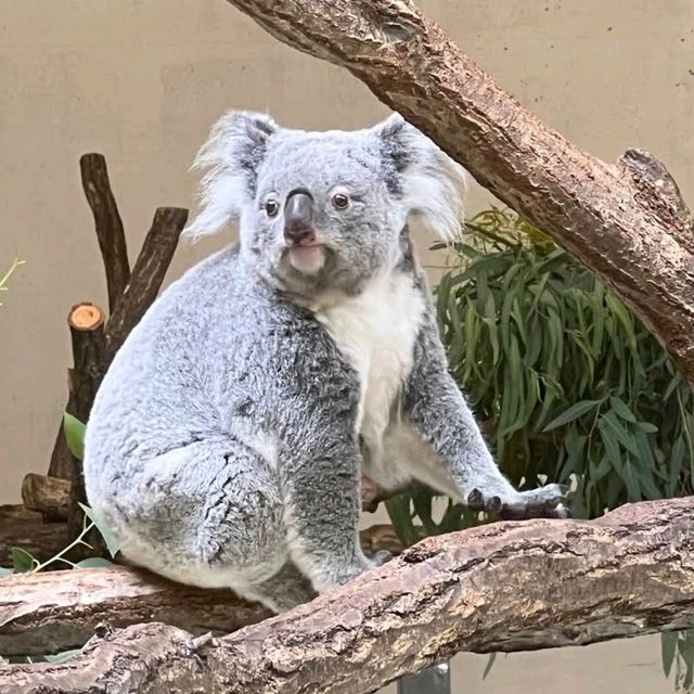 🐨多摩動物公園🦝超級大的動物園，與動物近距離互動