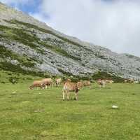 Picos de Europa: Mountain Majesty 🏔️🌄
