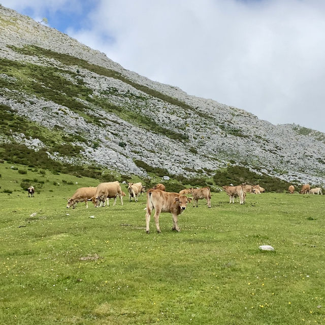 Picos de Europa: Mountain Majesty 🏔️🌄