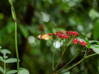 Bangkok Butterfly garden 🪴 