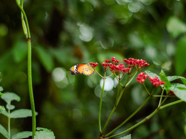 Bangkok Butterfly garden 🪴 