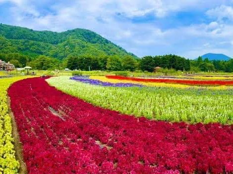 Rainbow flowers festival Japan 🇯🇵 