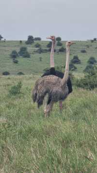 Exploring Nairobi: A Perfect Blend of Adventure, Culture, and Cuisine