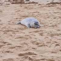 Horsey Beach Norfolk
