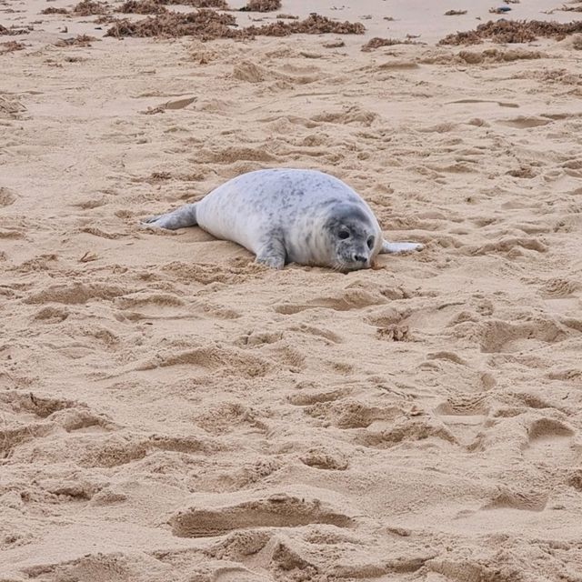 Horsey Beach Norfolk