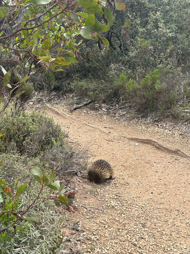 🌊🚗 The Ultimate Great Ocean Road Adventure: Wildlife & Iconic Views 🦘🐨