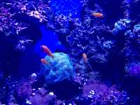 Crazy Creatures of the Aquarium 