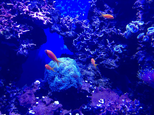 Crazy Creatures of the Aquarium 
