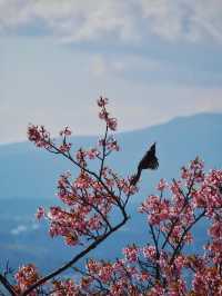 Blossoms & Heritage: Springtime Charm in Hangzhou 🇨🇳