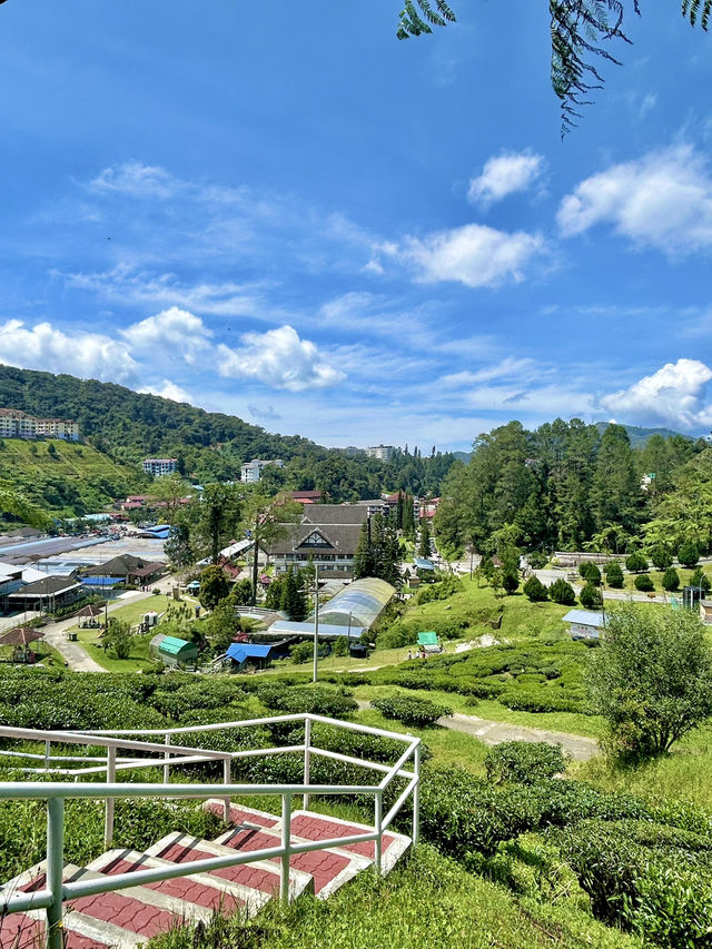 3 Days in Brinchang