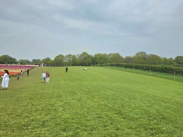 A Lovely Spring Day at Tulley's Tulip Farm, Hatton