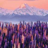 North Island