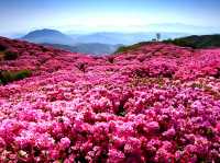 HWANGMAESAN DO QUEN FLOWER FESTIVAL