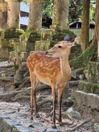 Nara: Where Ancient Japan Walks Beside You