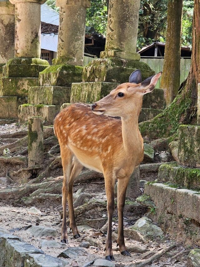 Nara: Where Ancient Japan Walks Beside You