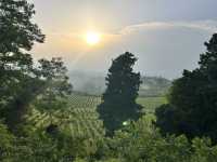 Vineyard visiting in Siena 