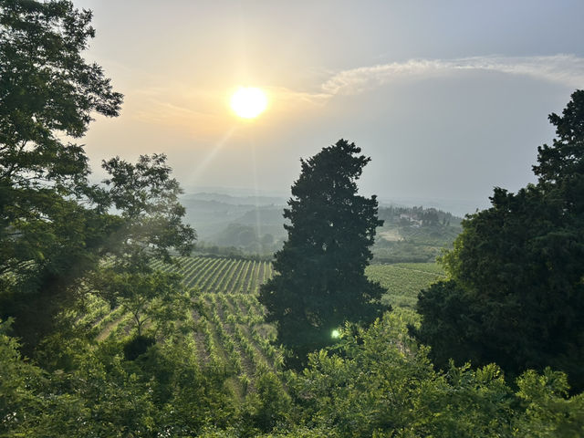 Vineyard visiting in Siena 