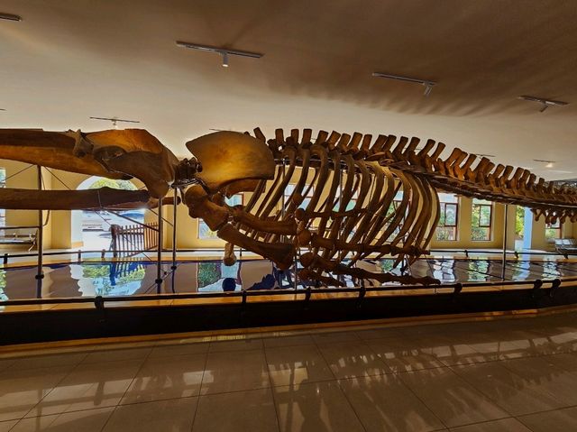 A Fascinating Visit to the Oceanographic Museum in Nha Trang