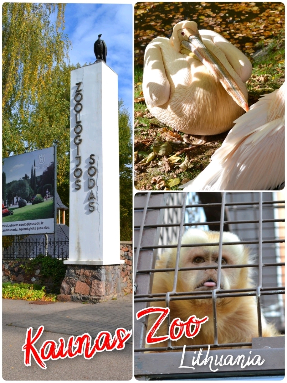 🦒 Kaunas Zoo: 85 Years of History and a New Life