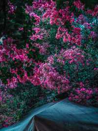 去紫薇瀑布下淋一場花雨🌸