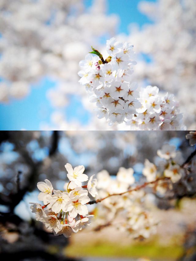 Spring is here, go to Japan and attend a cherry blossom festival!