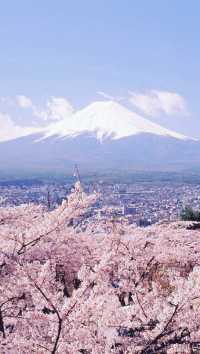 March, go to Japan to enjoy cherry blossoms.