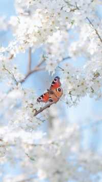 March, go to Japan to enjoy cherry blossoms.