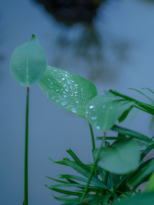 人生建議，下雨天一定要去深圳這座寶藏的森林公園，太出片啦！