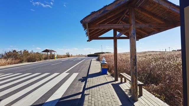 黃河口觀鳥之旅