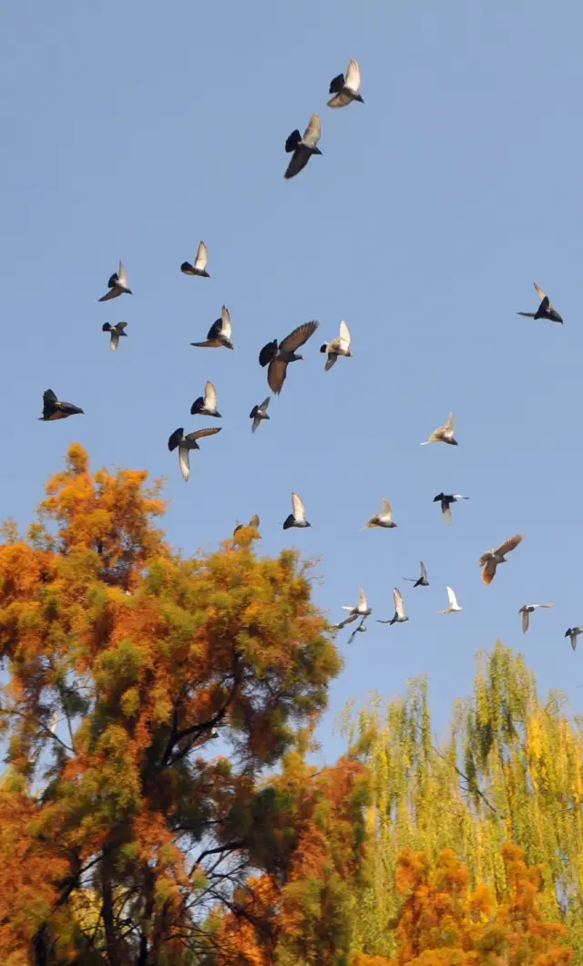 Blue sky flying pigeons (1)