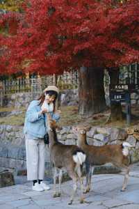 和奈良小鹿做鄰居，聽著鹿鳴泡溫泉