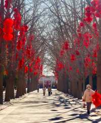 地壇公園的紅燈籠高高掛起，年味十足