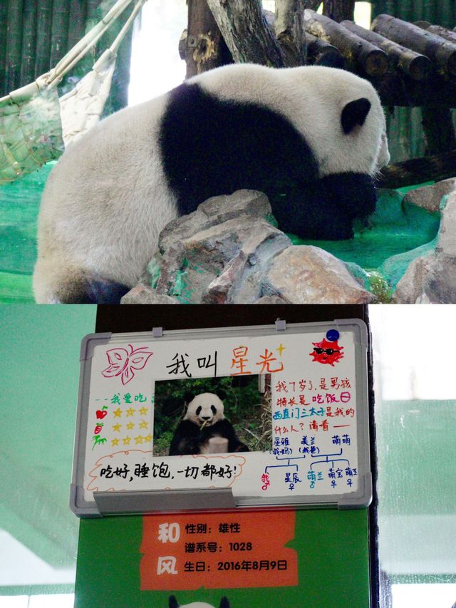 性價比超級高的地方|上海動物園