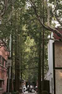 Citywalk第二彈|樹蔭下的新華路