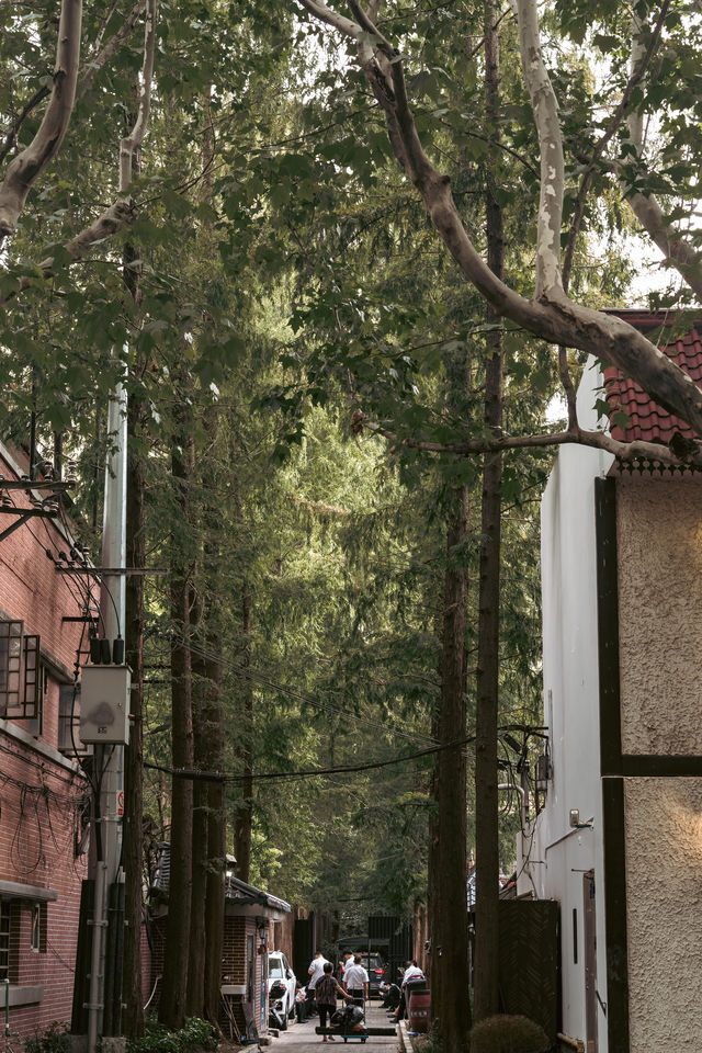 Citywalk第二彈|樹蔭下的新華路 Citywalk第二彈|樹蔭下的新華路