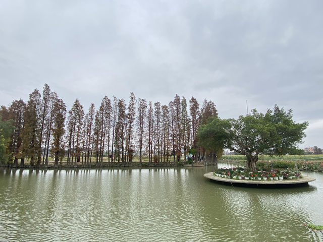 揭陽丨玉滘人大主題公園的落羽杉