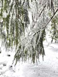 我在南嶽衡山看到了人生的第一場雪！！