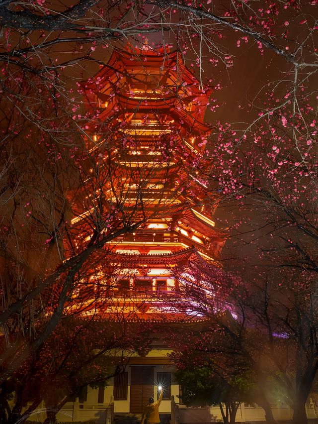 白鷺塔的日與夜/最美洋湖梅花美景