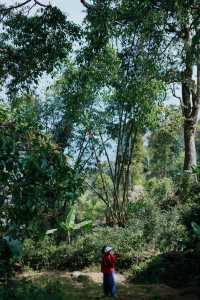 全球首個茶文化主題世界文化遺產:景邁山古茶林