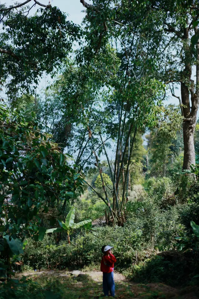 The world's first World Cultural Heritage with a tea culture theme: Jingmai Mountain Ancient Tea Forest