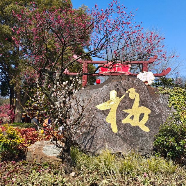 賞梅踏青＿無錫梅園