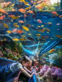 布吉島最大水族館開業-💫親子溜娃好去處