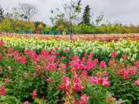 3月到天适櫻花悠樂園看花