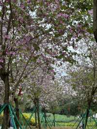 廣州｜看花的季節怎麼少得了海珠濕地公園