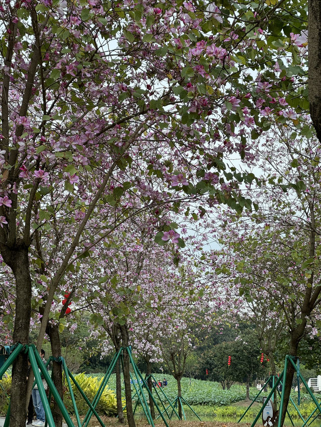 廣州｜看花的季節怎麼少得了海珠濕地公園