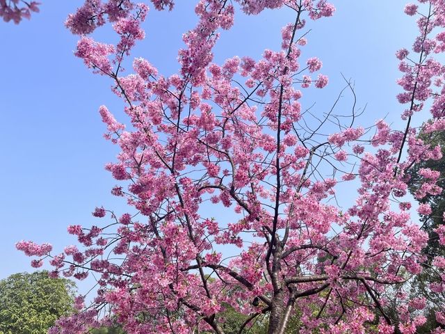 武漢東湖花園櫻花實況