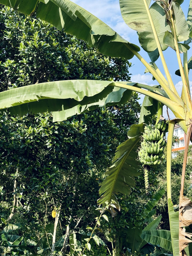 版納本地人用心整理的基諾山小眾玩法，請收好！