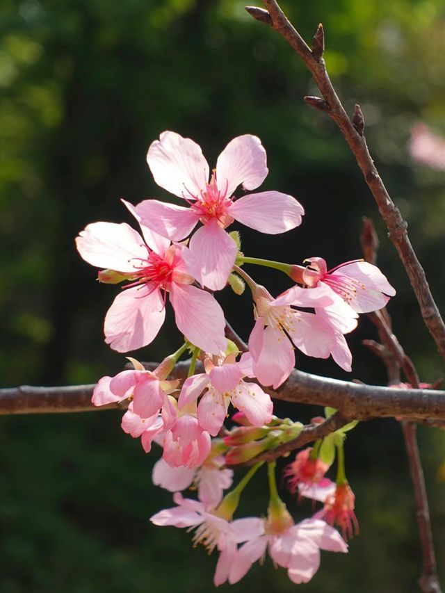 【春日探秘】華南植物園，春天的彩色盛宴