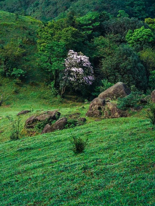 春天到了，鸡籠頂大草原高山杜鵑花海盛開未來半個月!