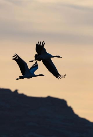 The Yarlung Zangbo River, Black-necked Cranes End Their 'Winter Vacation' and Migrate to a New Home